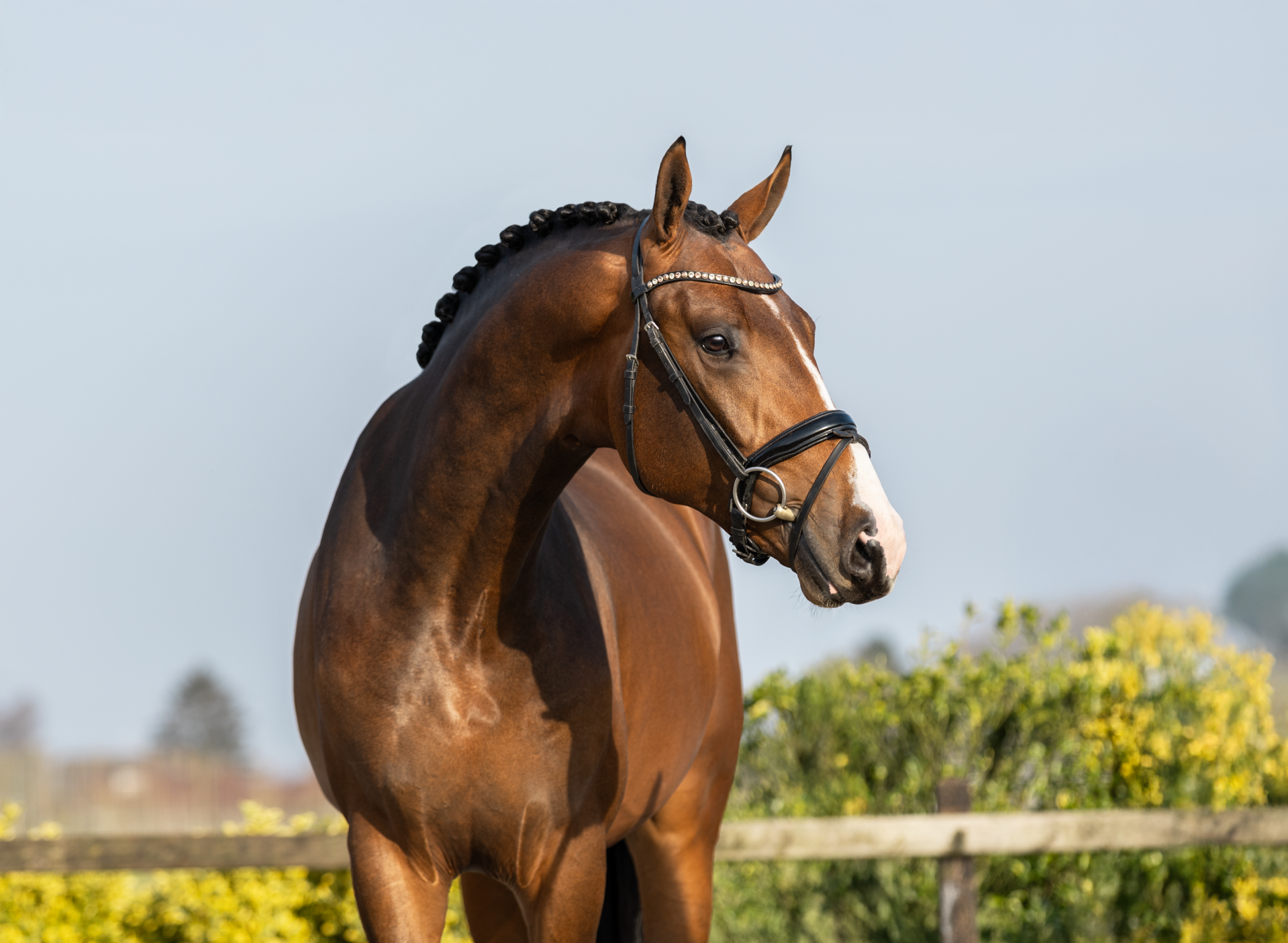 Close-up portret van een indrukwekkende bruine dressuurhengst met een opvallende witte bles op zijn voorhoofd, gefotografeerd in het zonlicht in Oud Gastel. door Alyssa Dijkstra