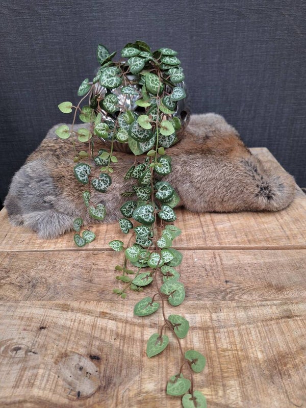Kunst Ceropegia | Hangplantje |