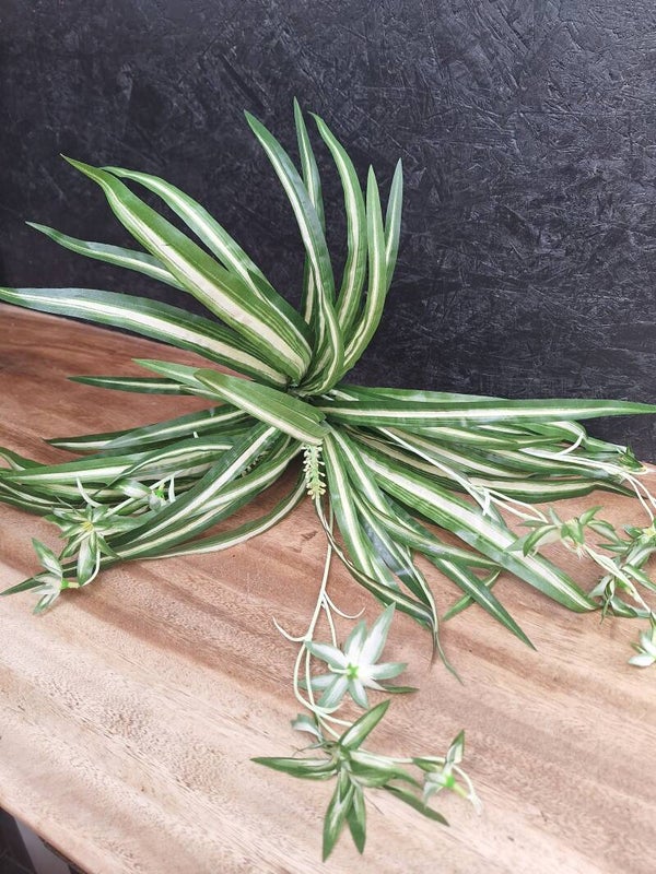 Spider Plant Bush 45cm UV