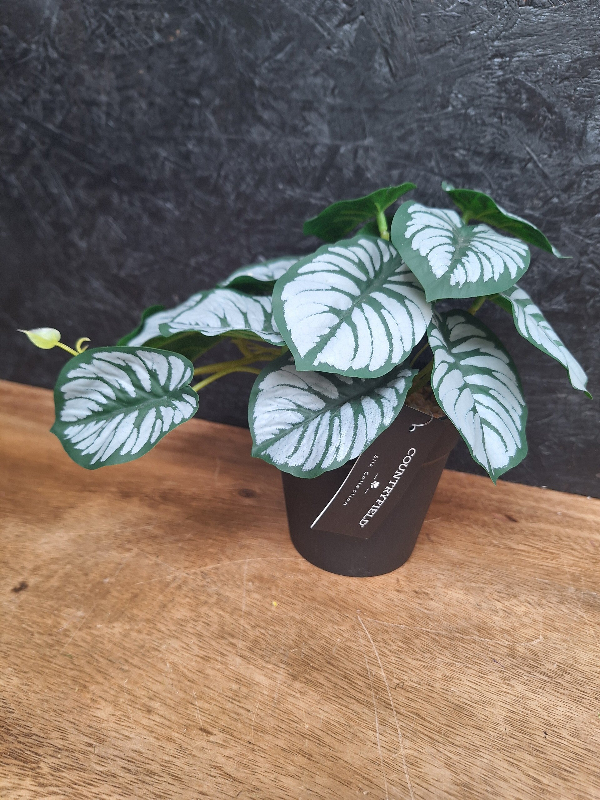 Alocasia plant