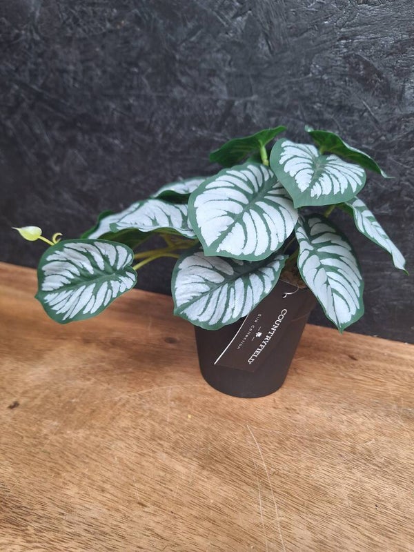 Alocasia plant