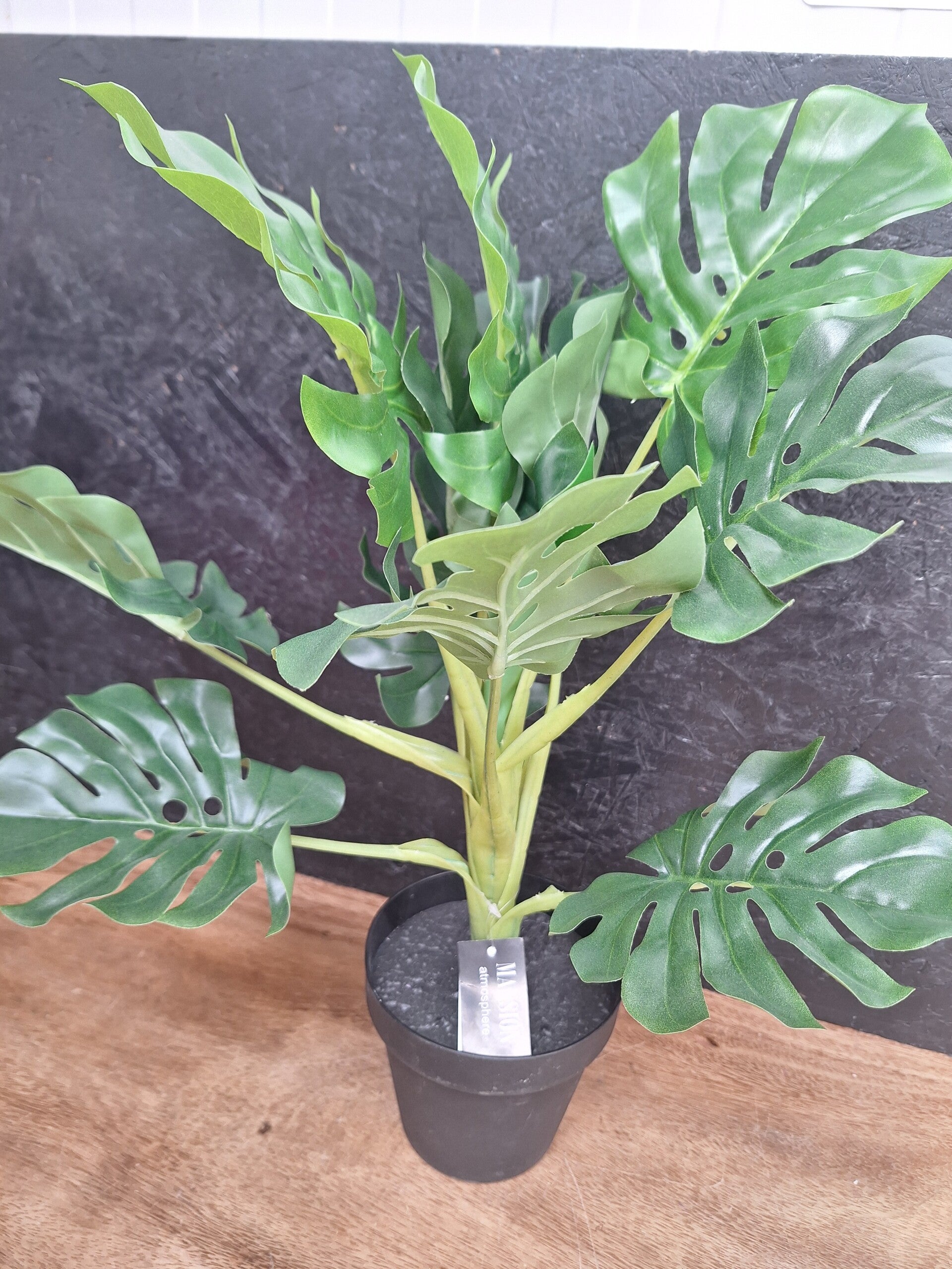 Monstera plant 42cm
