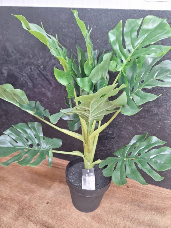 Monstera plant 42cm