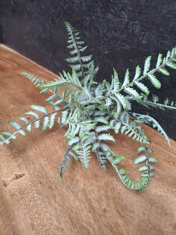 Fern Bush 36cm
