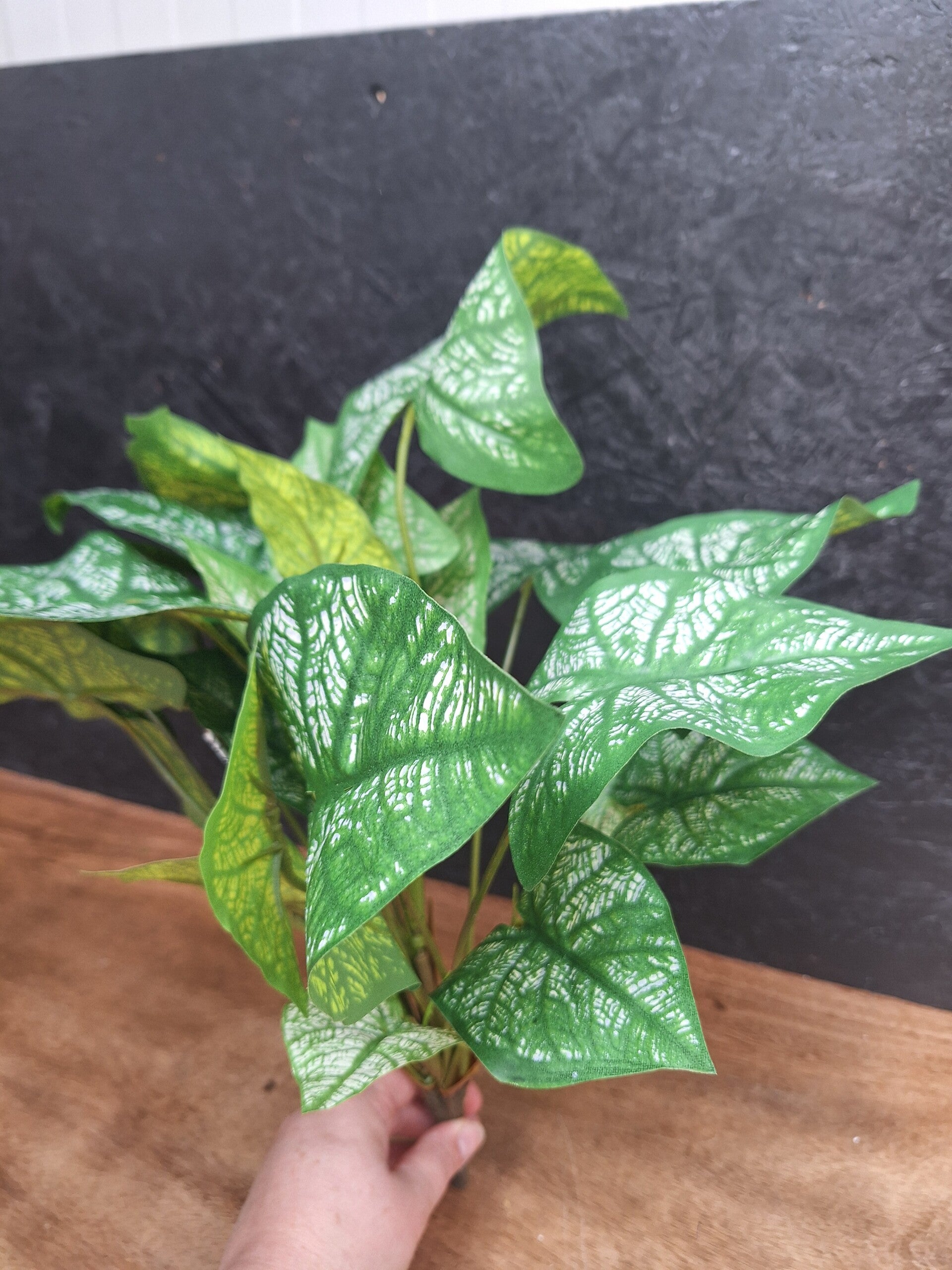 Nerve Caladium Bush UV 45cm