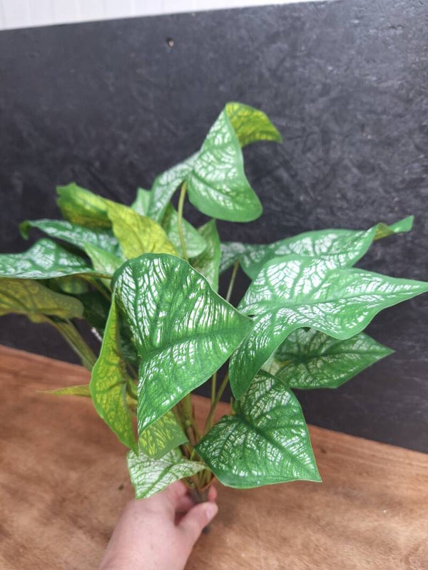 Nerve Caladium Bush UV 45cm