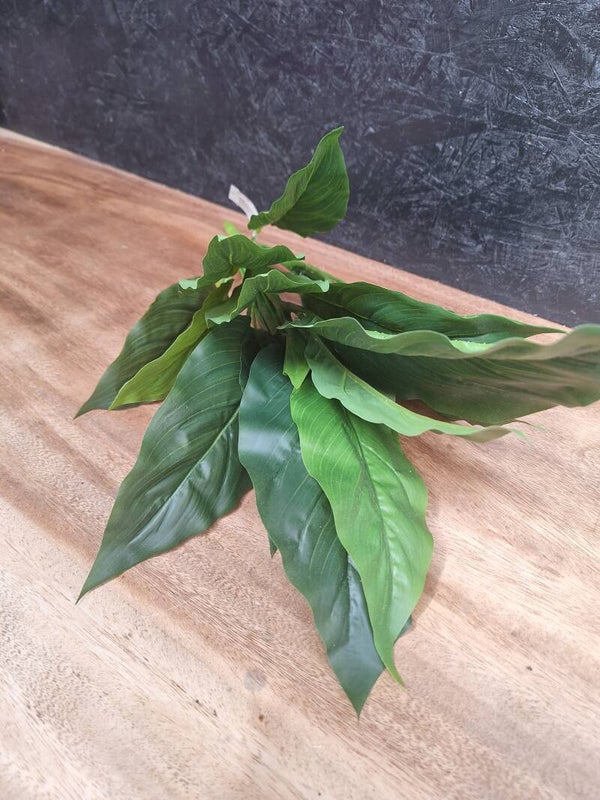 Spathiphyllum Leaf Bush 50cm