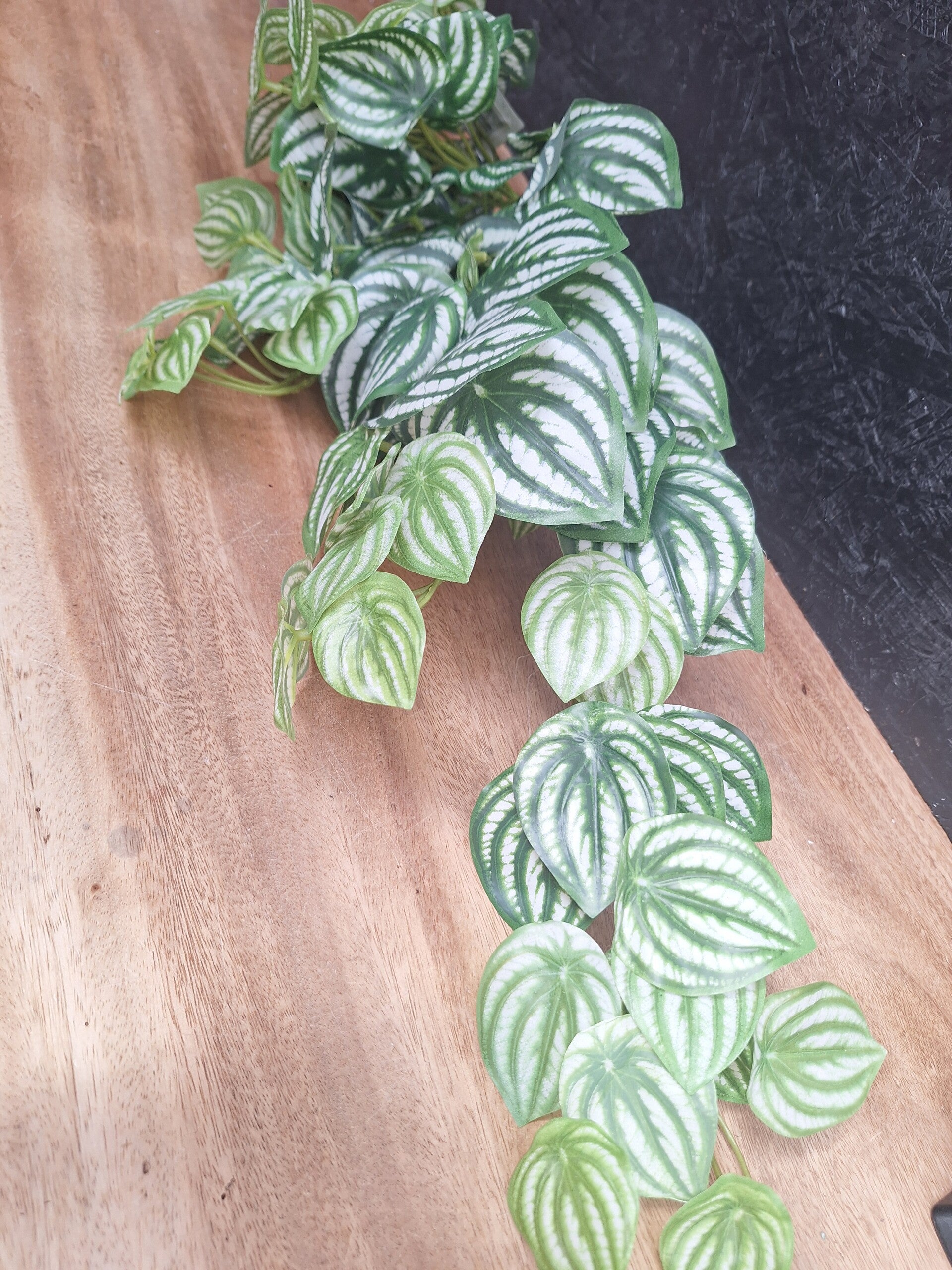 Watermelon Peperomia Bush 62cm