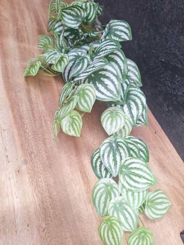 Watermelon Peperomia Bush 62cm