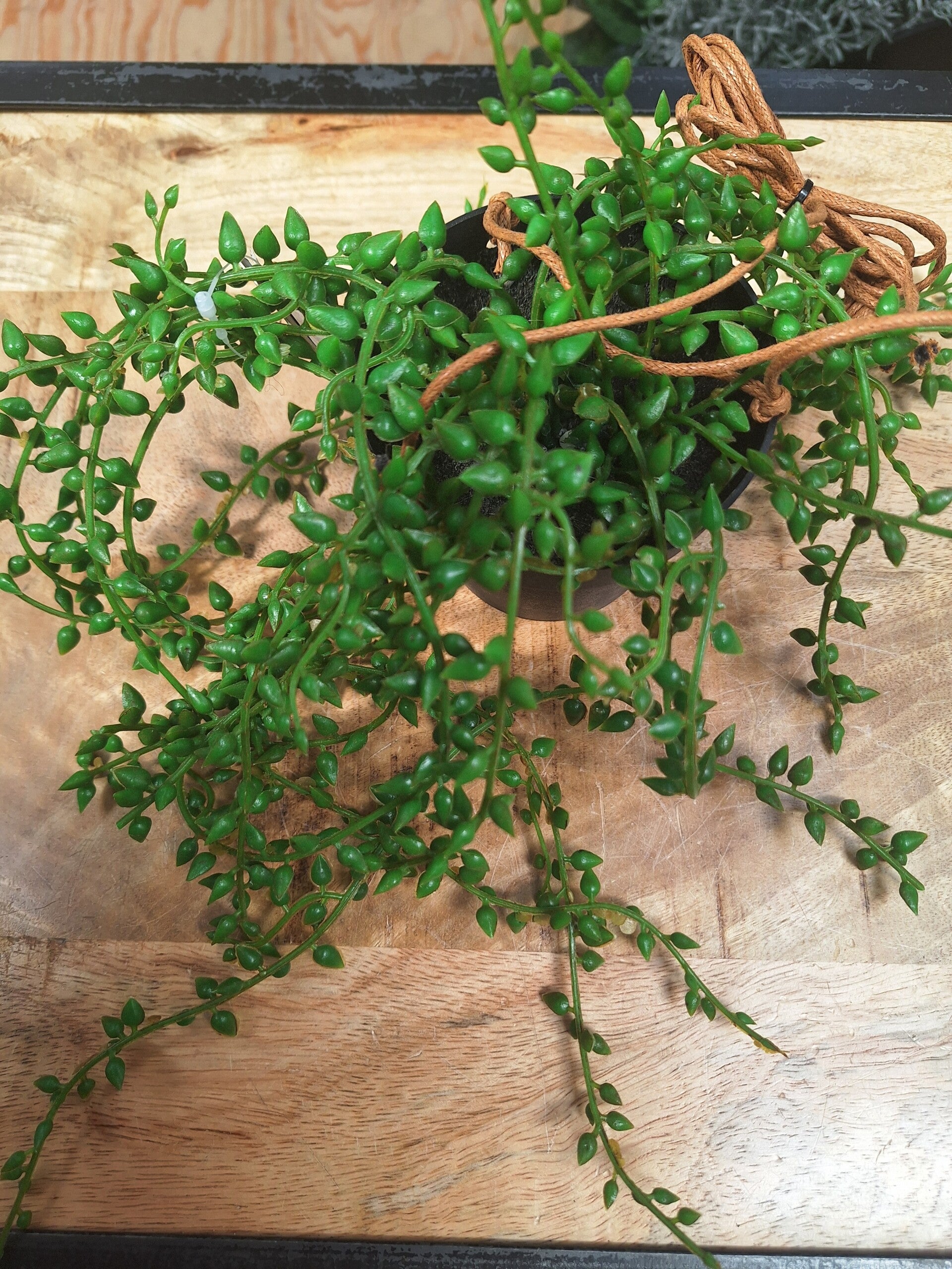 Senecio Rowleyanus groen-L45B14H15CM