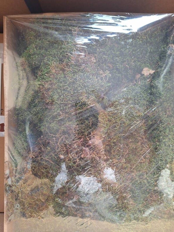 Groen droog mos 500 gram | Natuurlijk decoratiemos