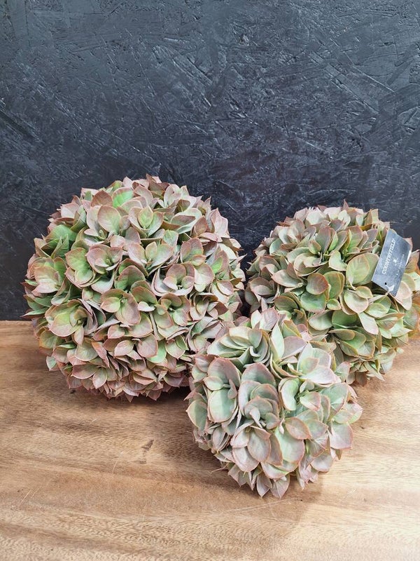 Eucaypthus ballen | 4 maten |