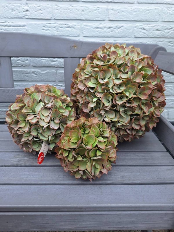 Eucaypthus ballen | 4 maten | 2 Kleuren