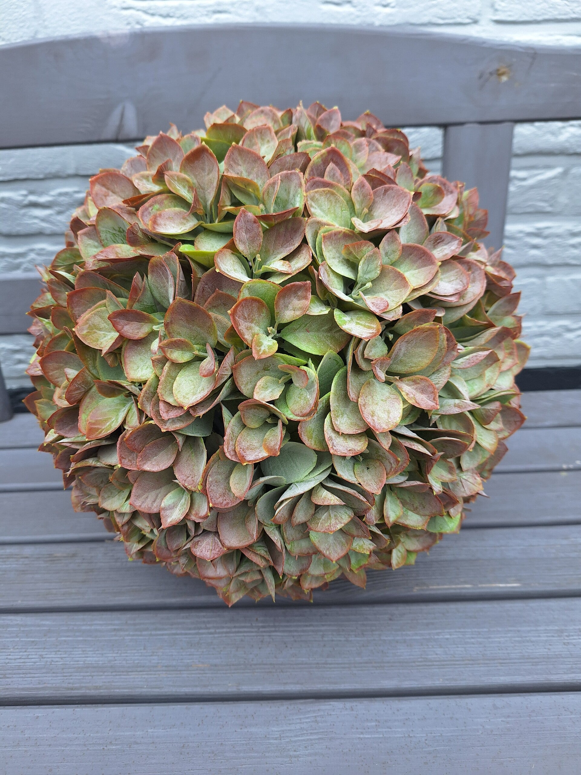 Eucaypthus ballen | 4 maten | 2 Kleuren