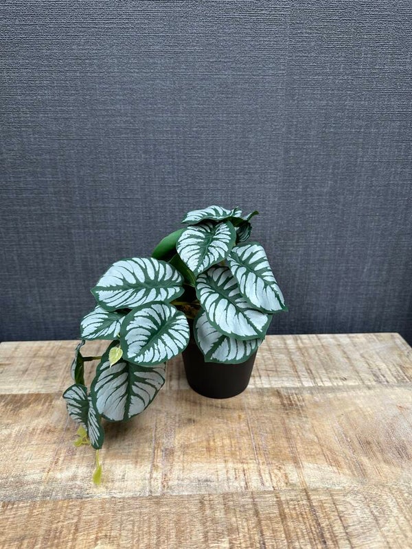Alocasia | kunstplant |