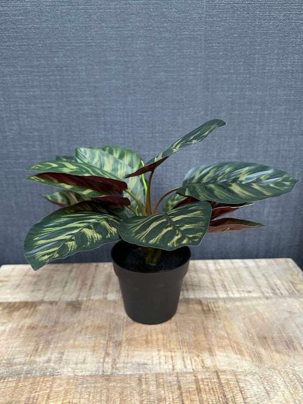 Calathea | Kunstplant |