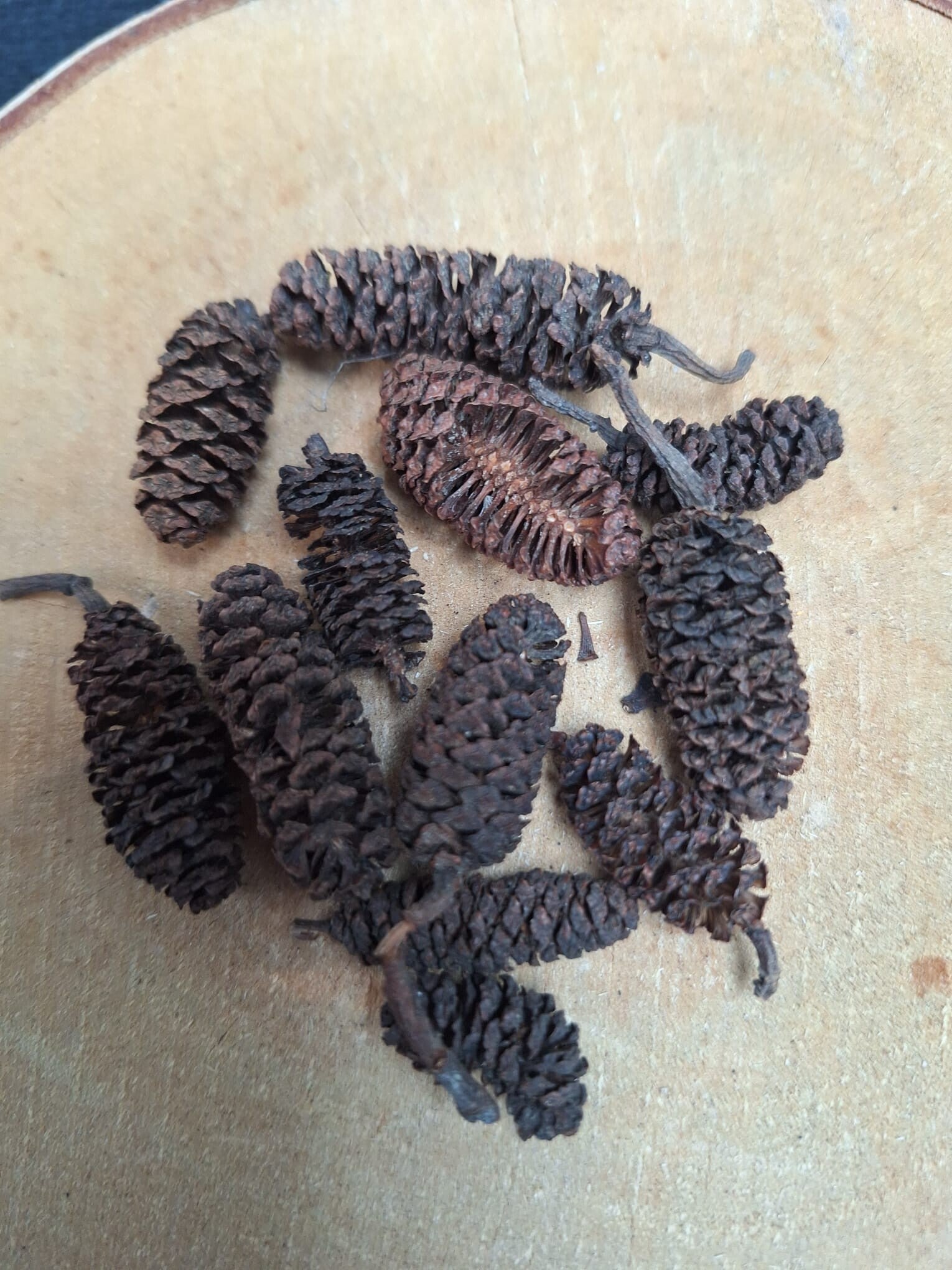 Deco pinecone | Bruin | Ø15mm- Zakje 5 gram