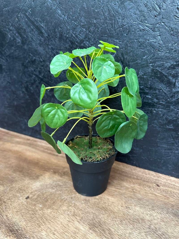Kunst pannenkoekenplant