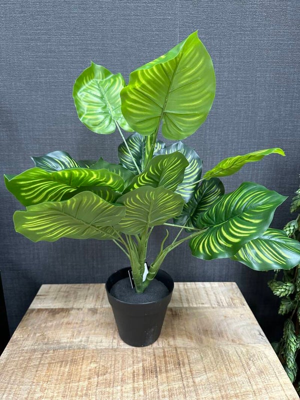 Maranta | Kunstplant |