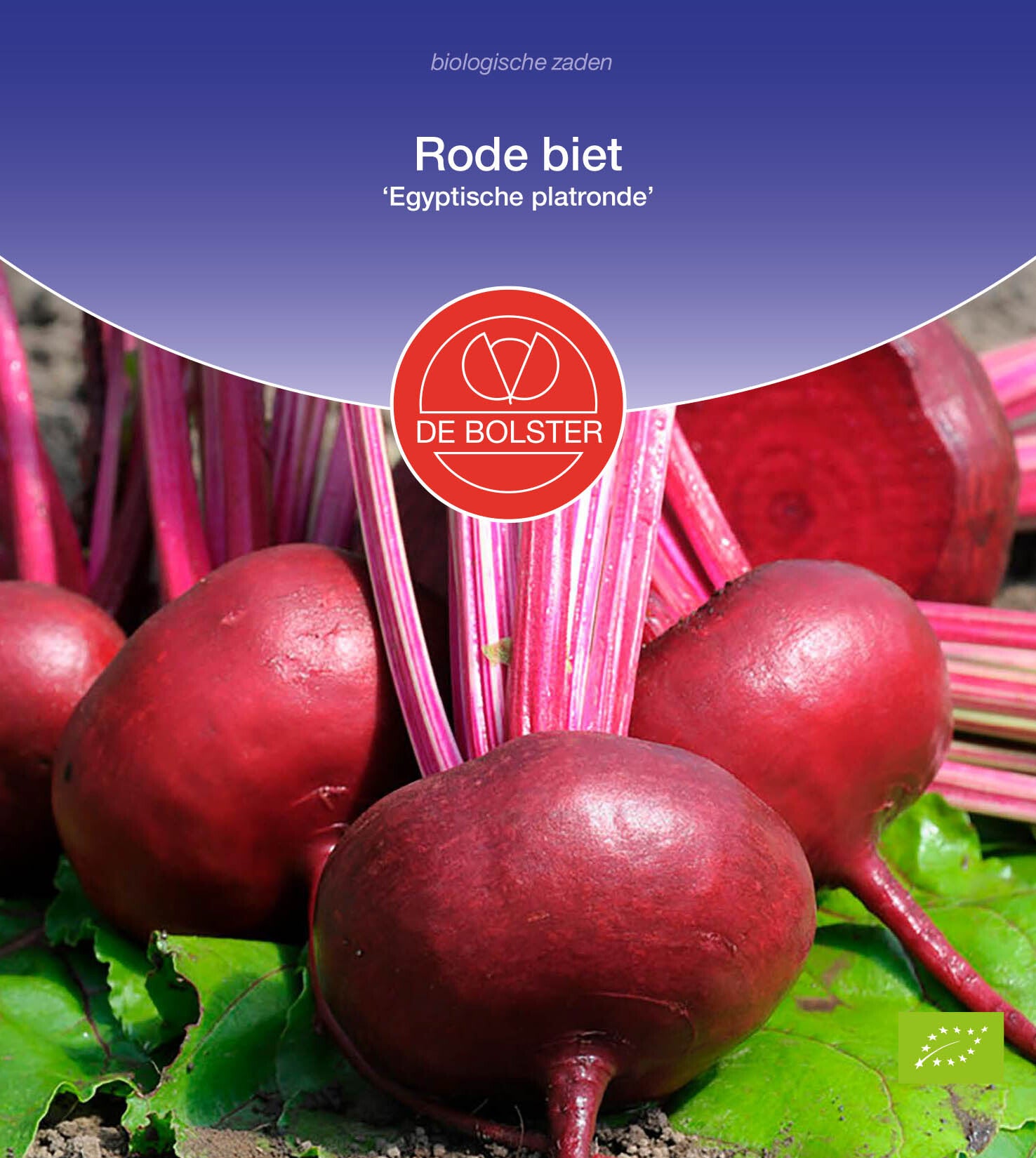 Rode biet 'Egyptische platronde' Beta vulgaris subsp. conditiva