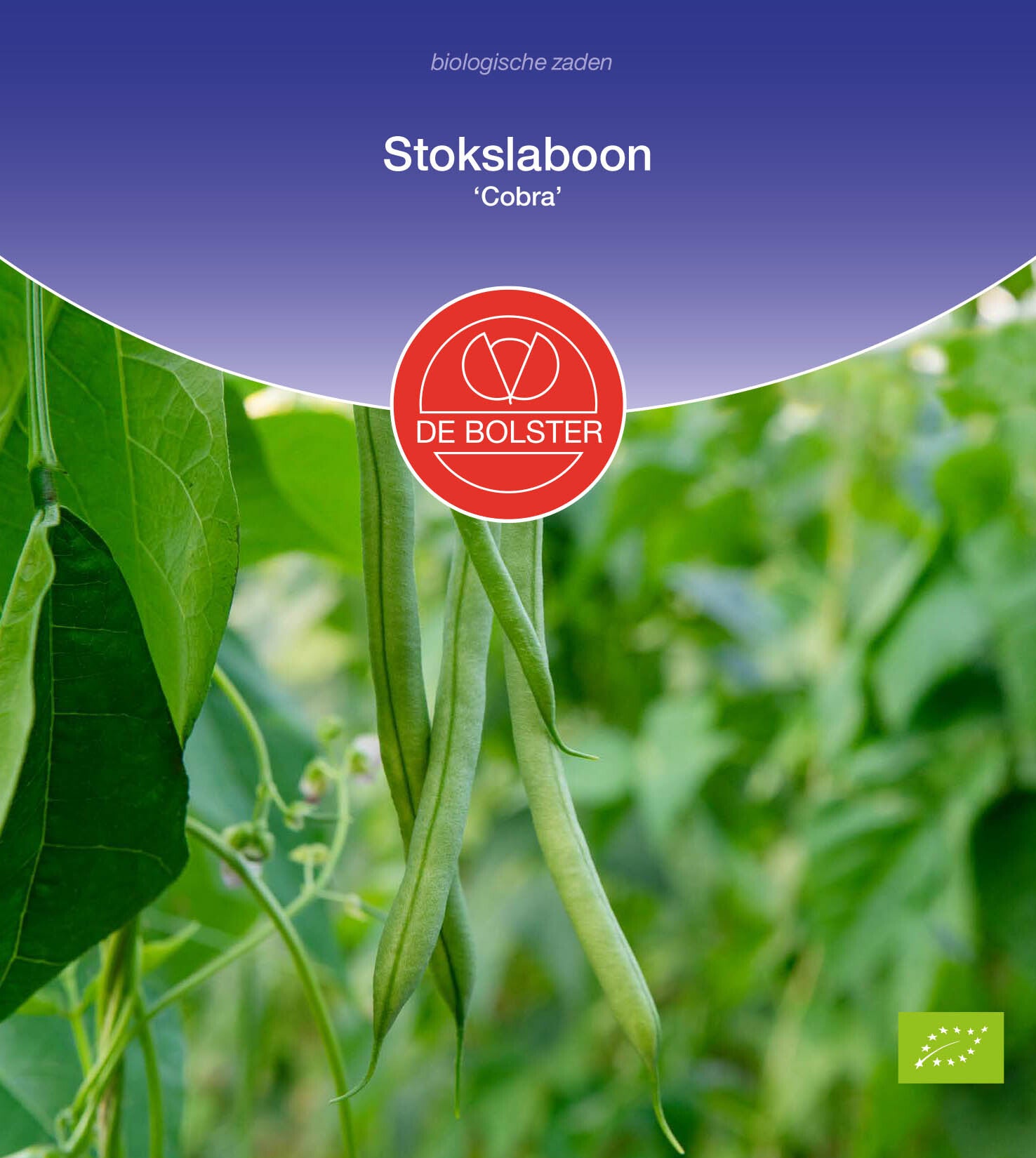 Stokslaboon 'Cobra' Phaseolus vulgari