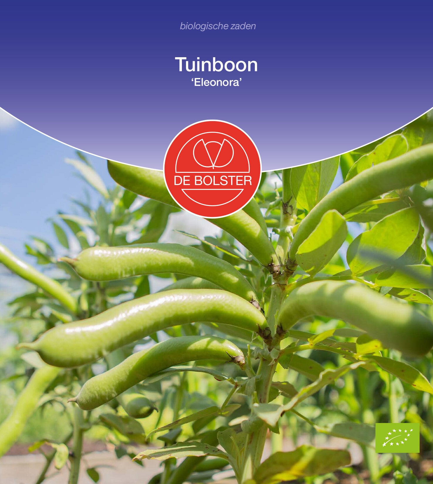 Tuinboon 'Eleonora' Vicia faba