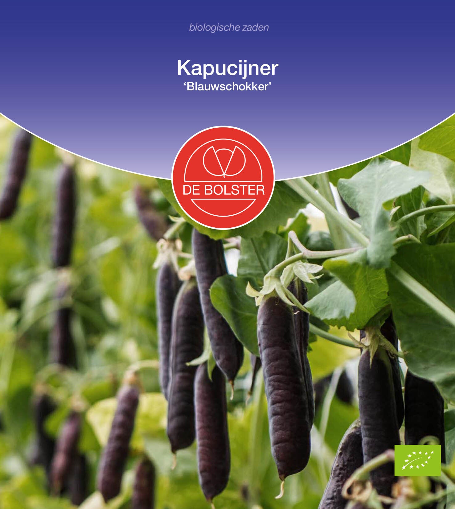 Kapucijner 'Blauwschokker' Pisum sativum
