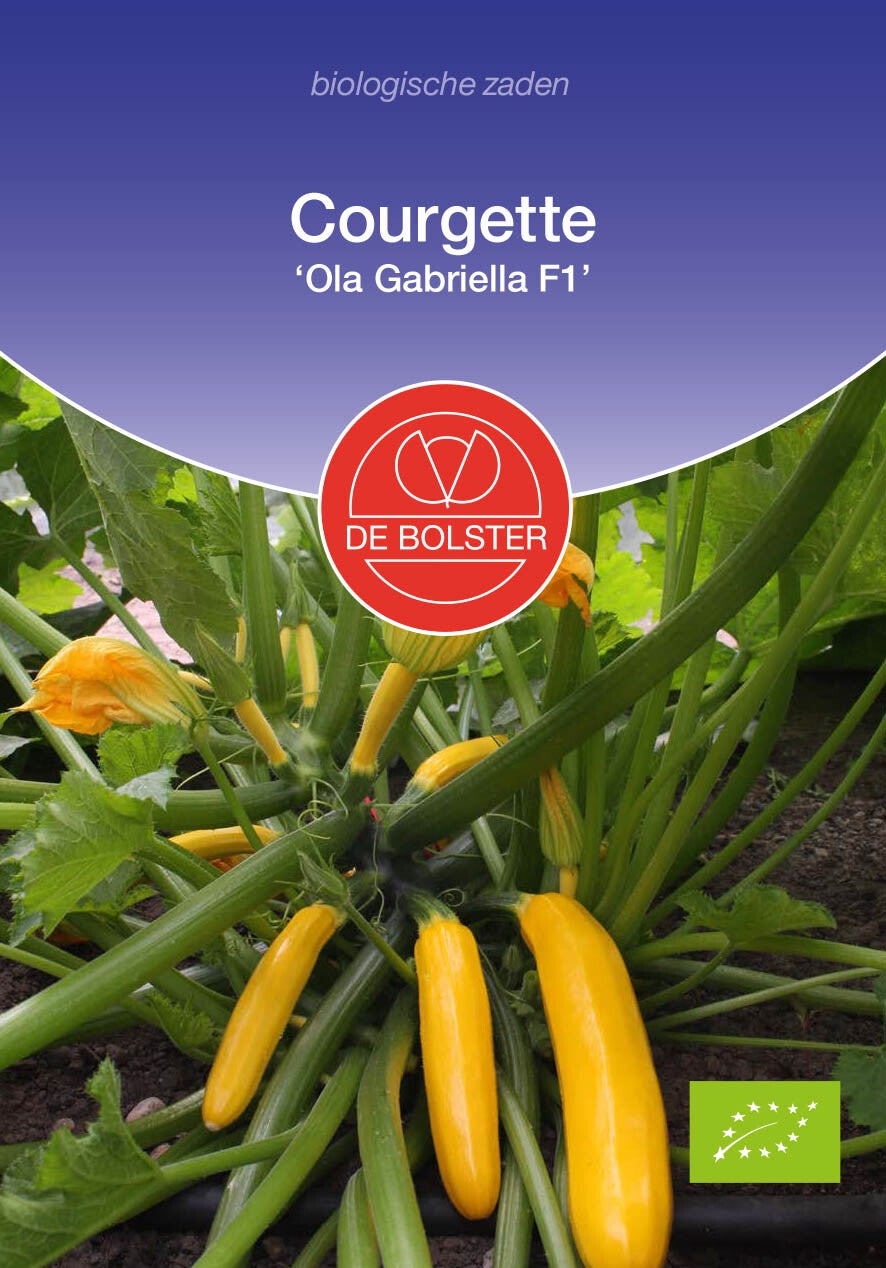 Courgette 'Ola Gabriella F1' Cucurbita pepo