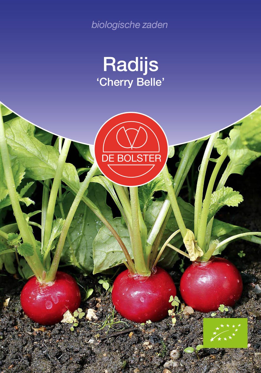 Radijs 'Cherry Belle' Raphanus sativu