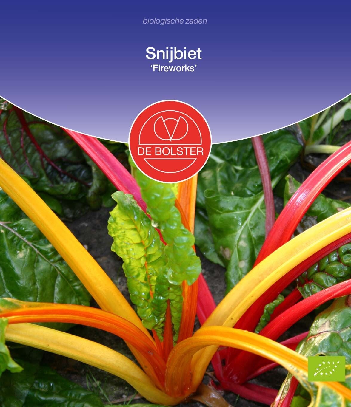 Snijbiet 'Fireworks' Beta vulgaris subsp. cicla