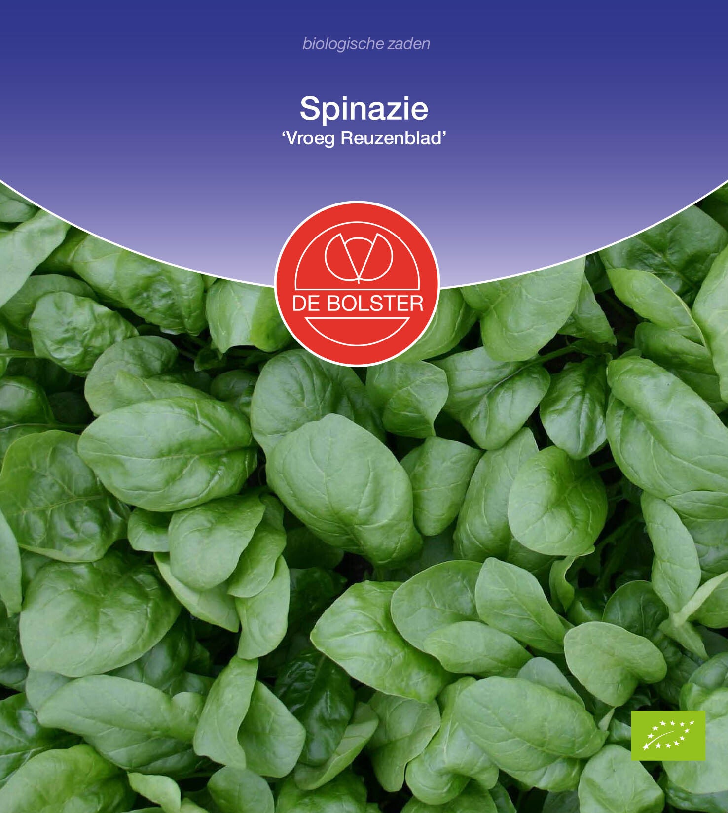 Spinazie 'Vroeg Reuzenblad' Spinacia oleracea