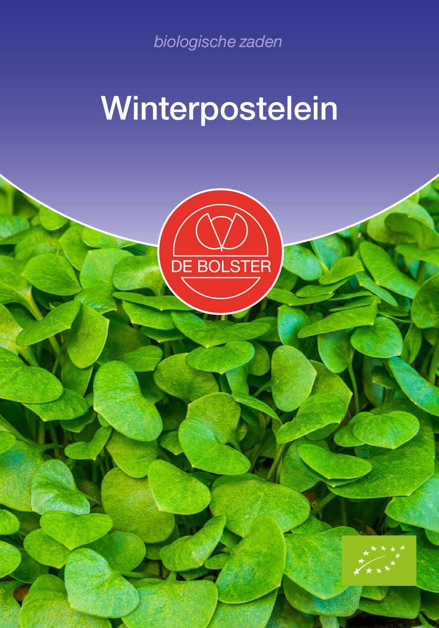 Winterpostelein Claytonia perfoliata