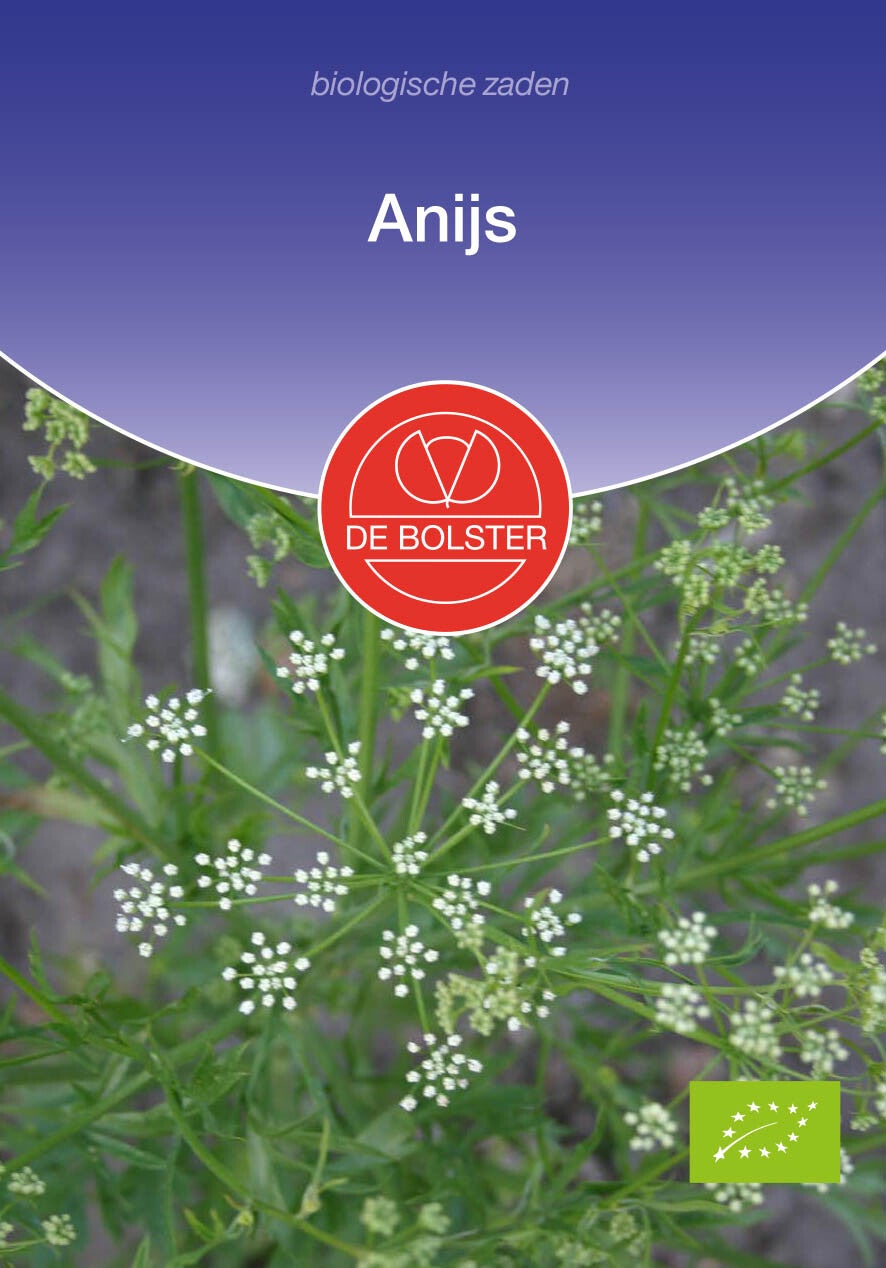 Anijs Pimpinella anisum