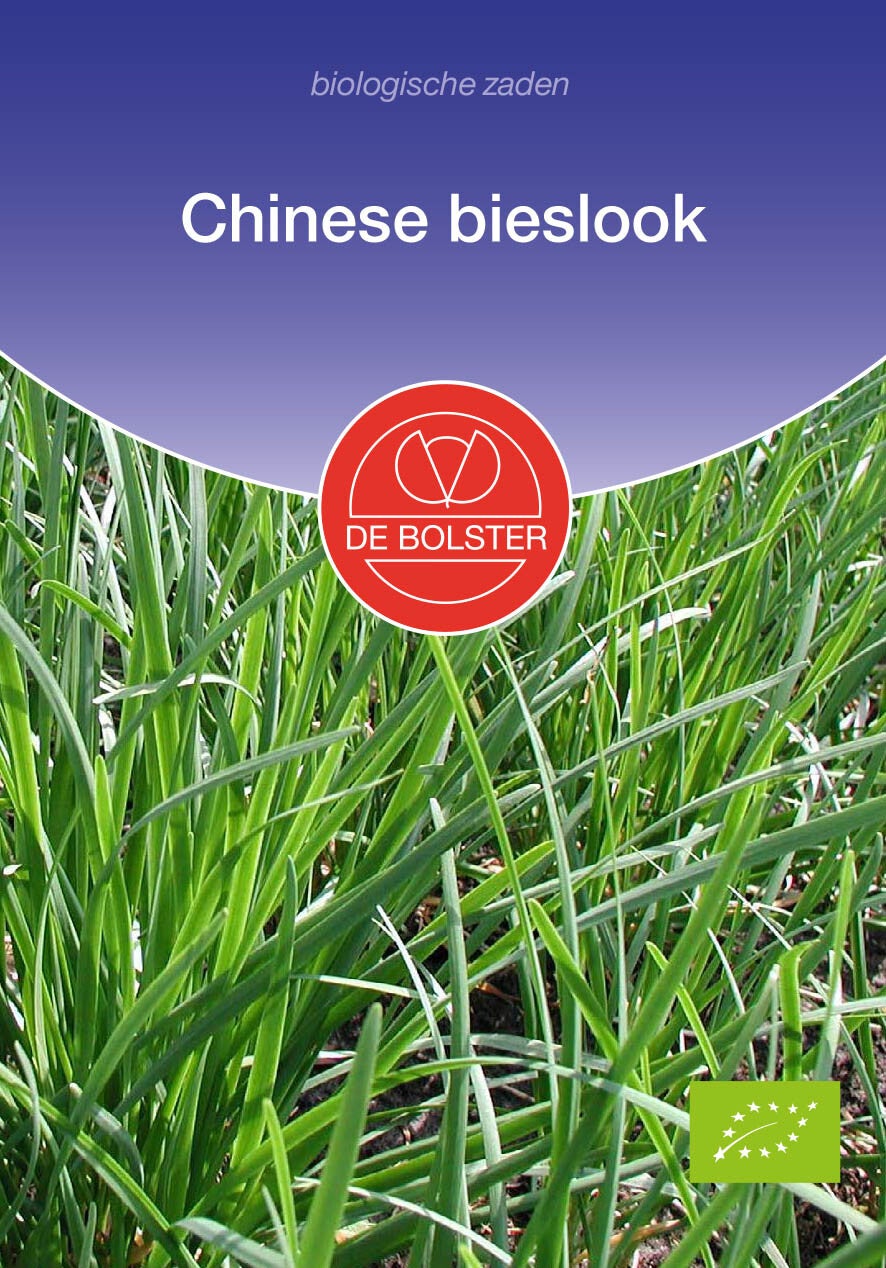 Chinese bieslook Allium tuberosum