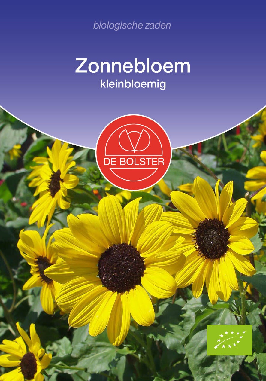 Zonnebloem, kleinbloemig "Helianthus debilis"