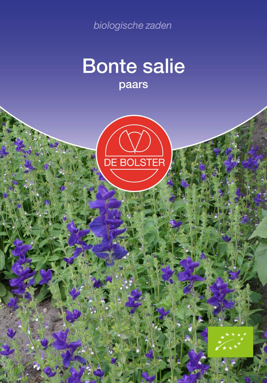 Bonte salie, paars "Salvia viridis"(horminum)