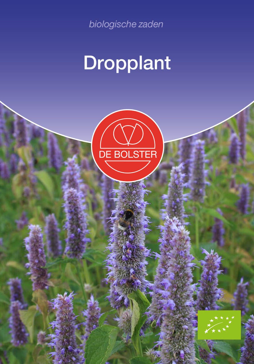 Dropplant "Agastache foeniculum"