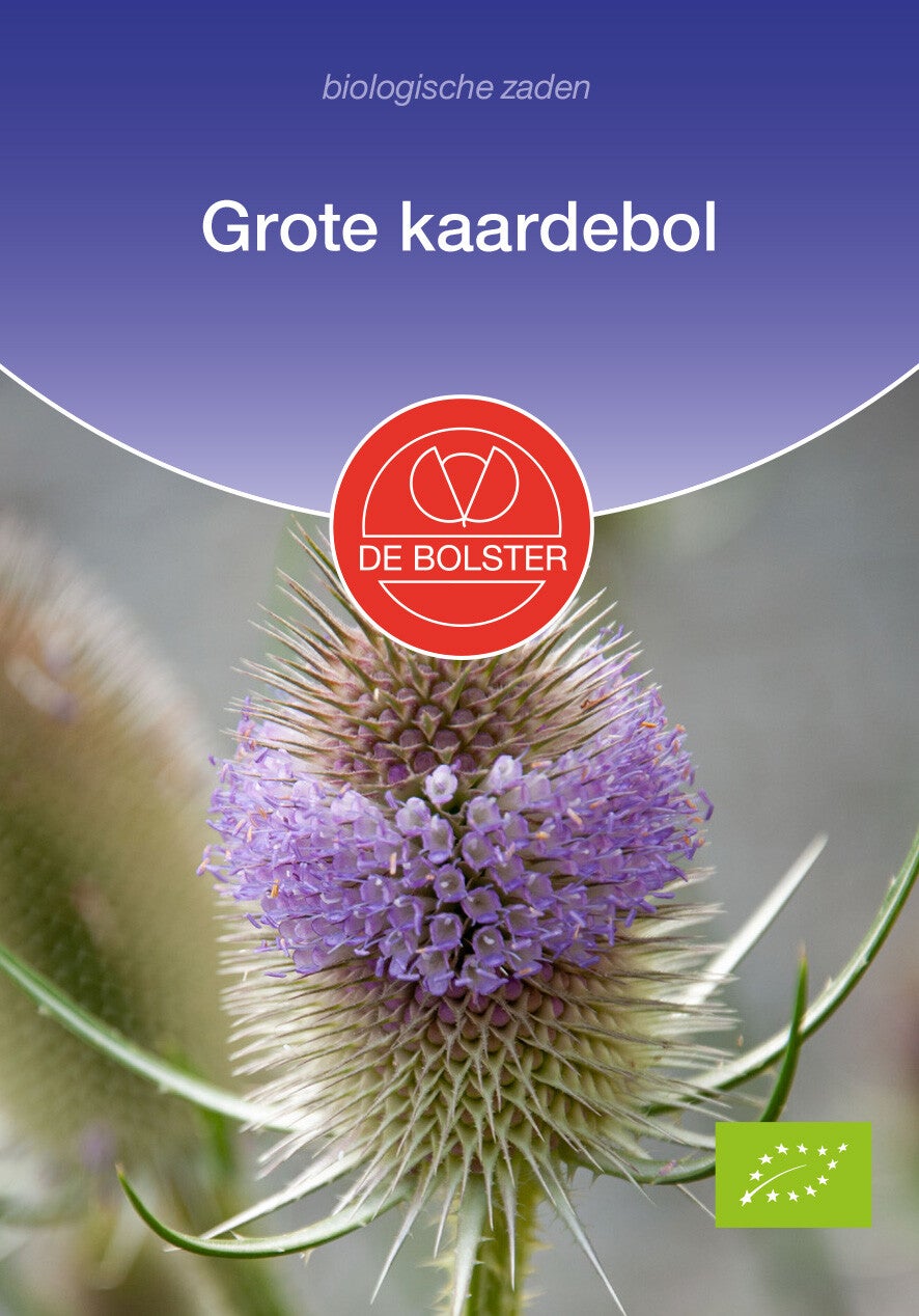 Grote kaardebol "Dipsacus fullonum"