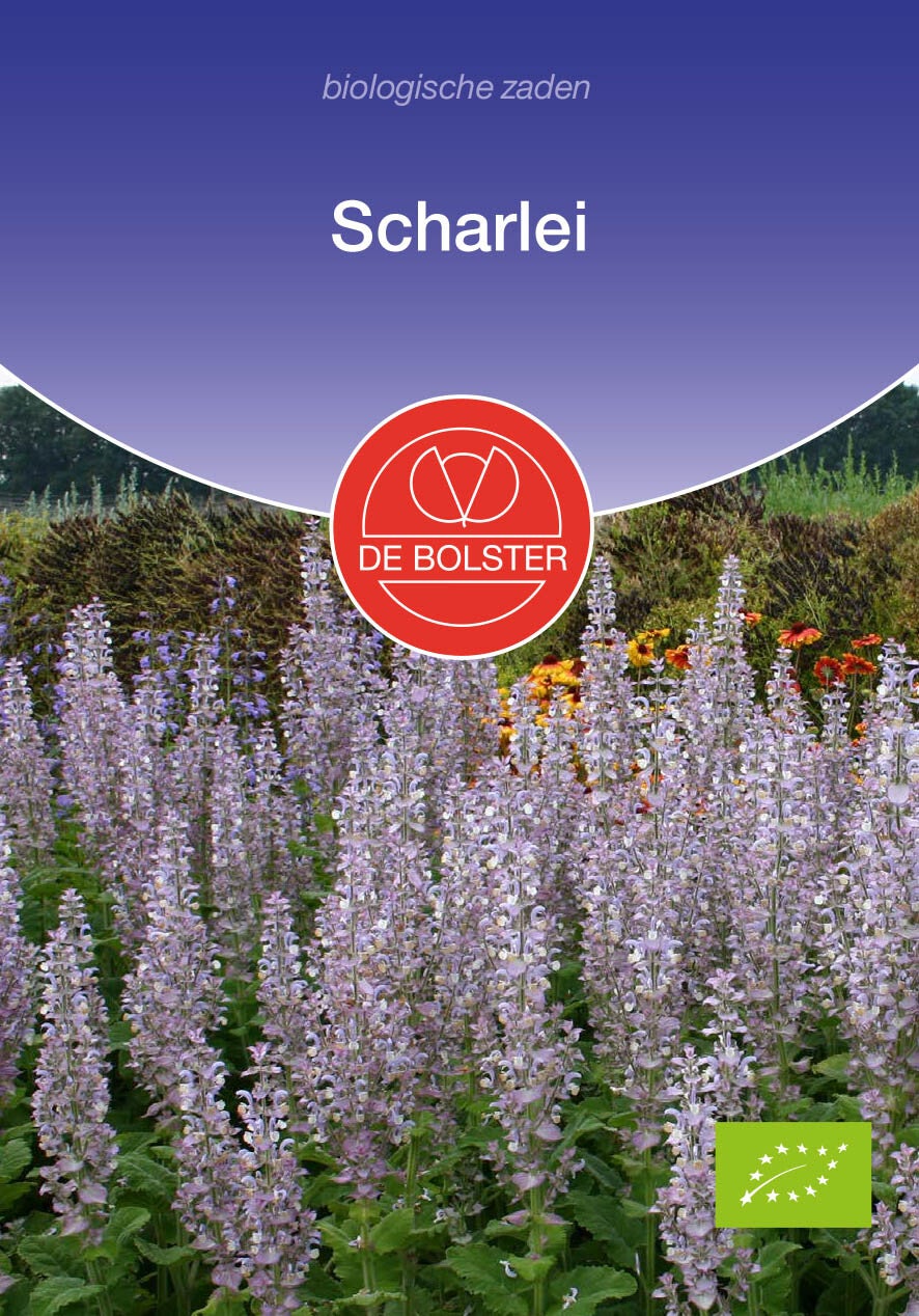 Scharlei "Salvia sclarea "