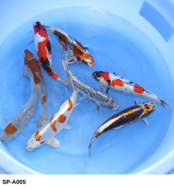 NISAI MIX