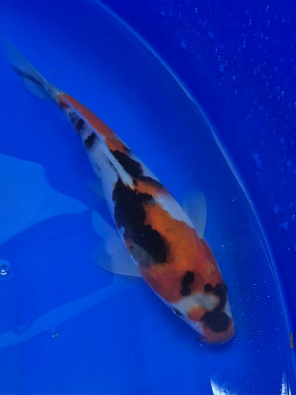 JUMBO TOSAI SHOWA