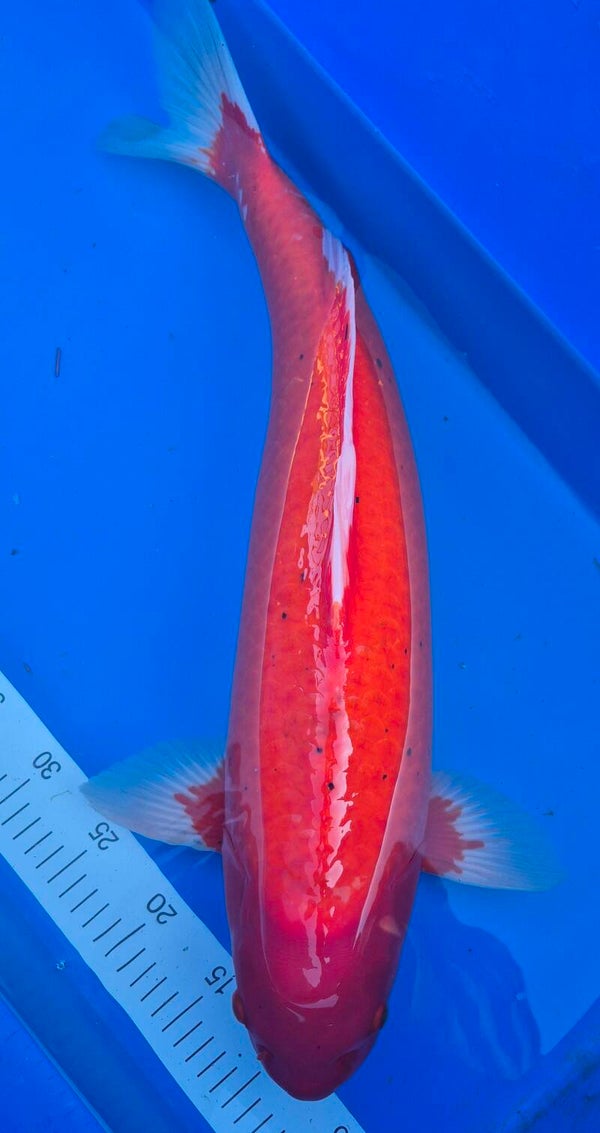 BENIGOI