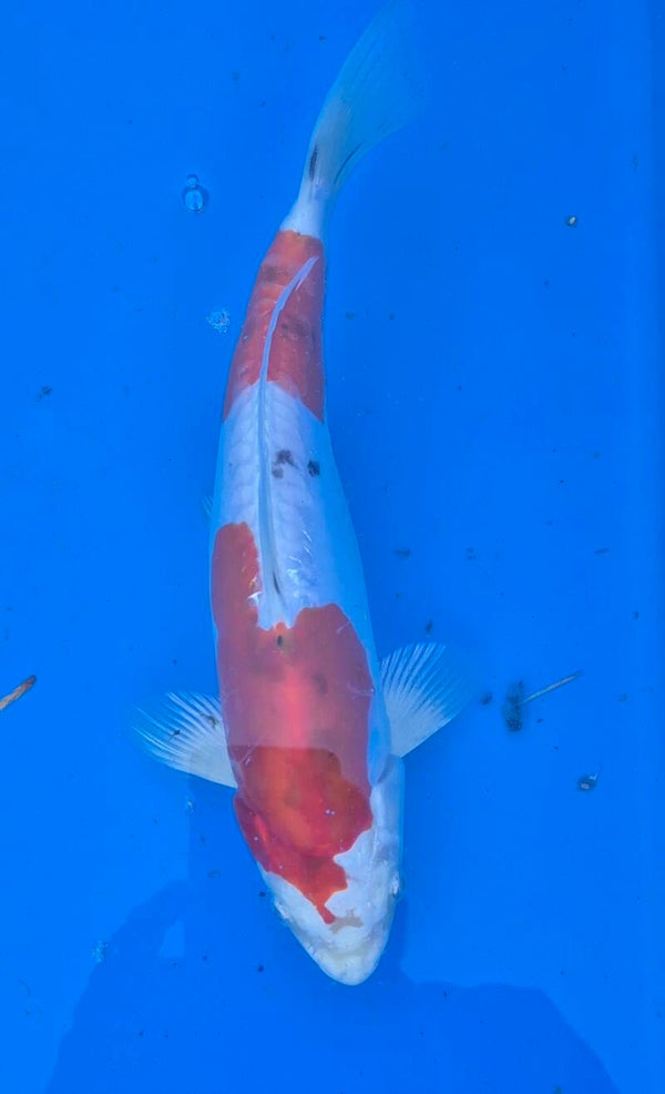 DOITSU KIKUSUI