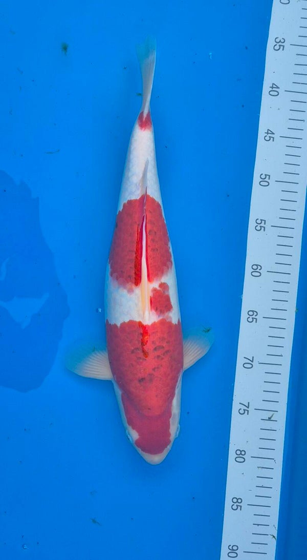 KOHAKU