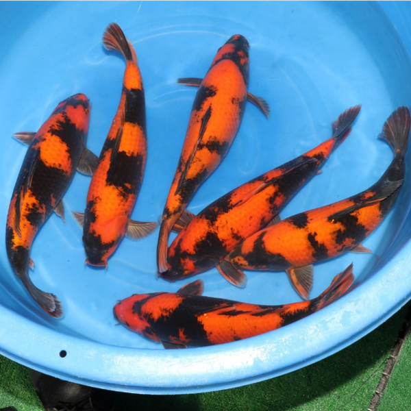 NISAI HI UTSURI