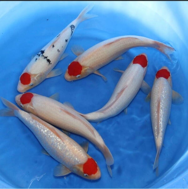 NISAI TANCHO / TANCHO SANKE