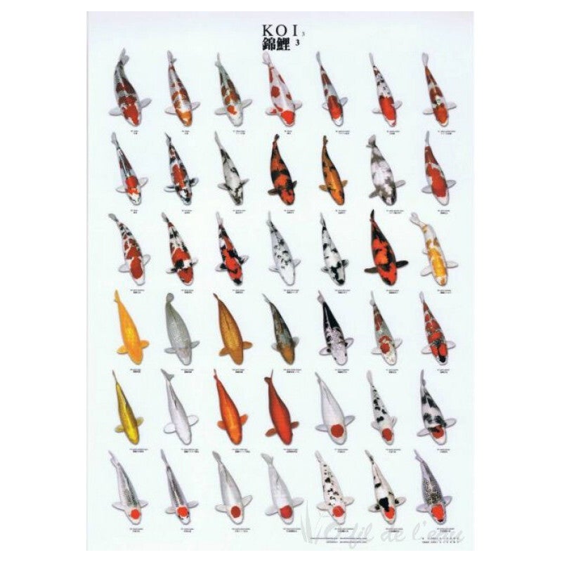 POSTER KOI NR.3 PLASTIFIE 60X98 CM
