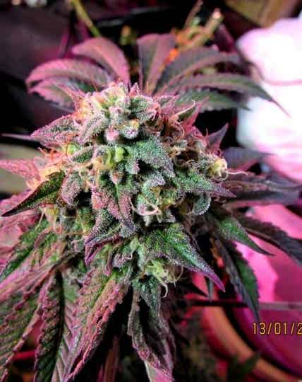 FEMALE SEEDS CHERRY PIE 4 semi