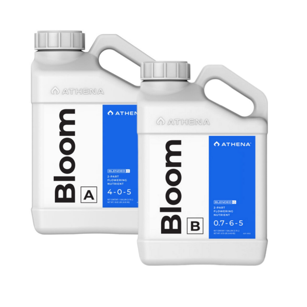 Bloom A+B