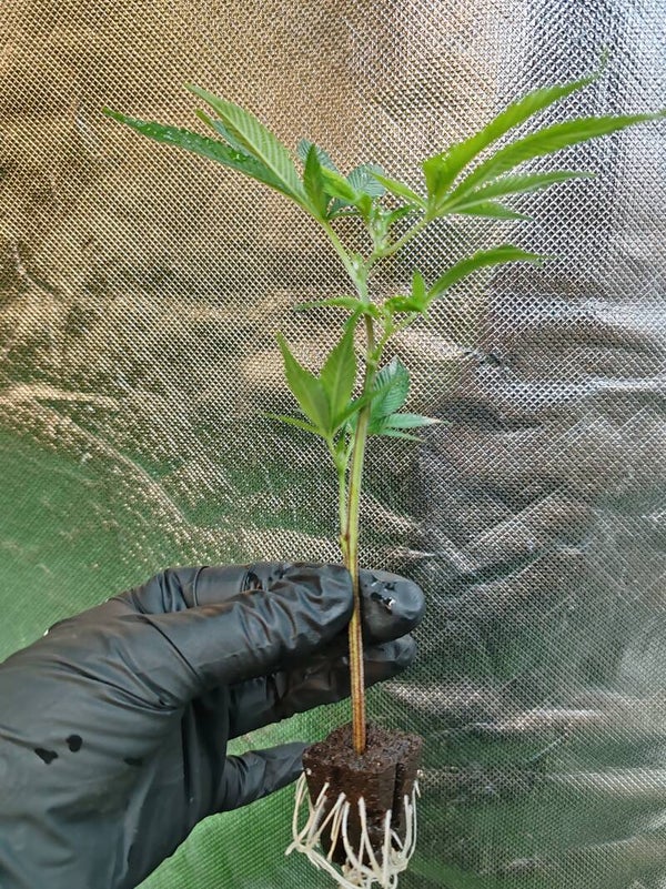 Talea Garlatti x Headhunter Tiki Madman